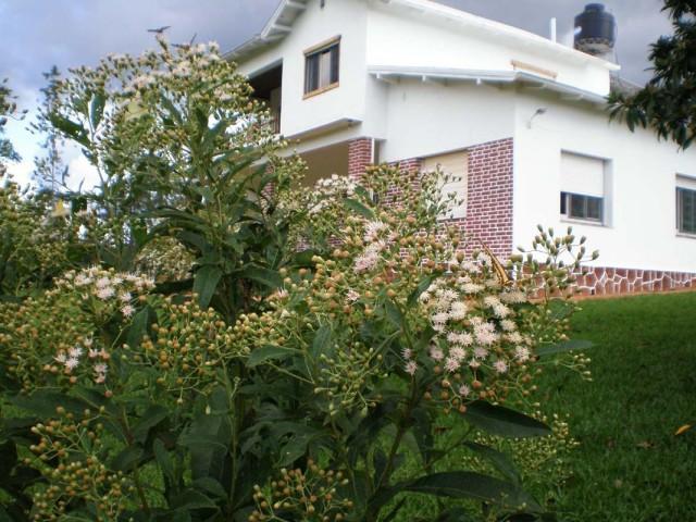 mariposas y la casa.JPG